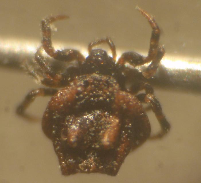 Phoroncidia paradoxa (Theridiidae)